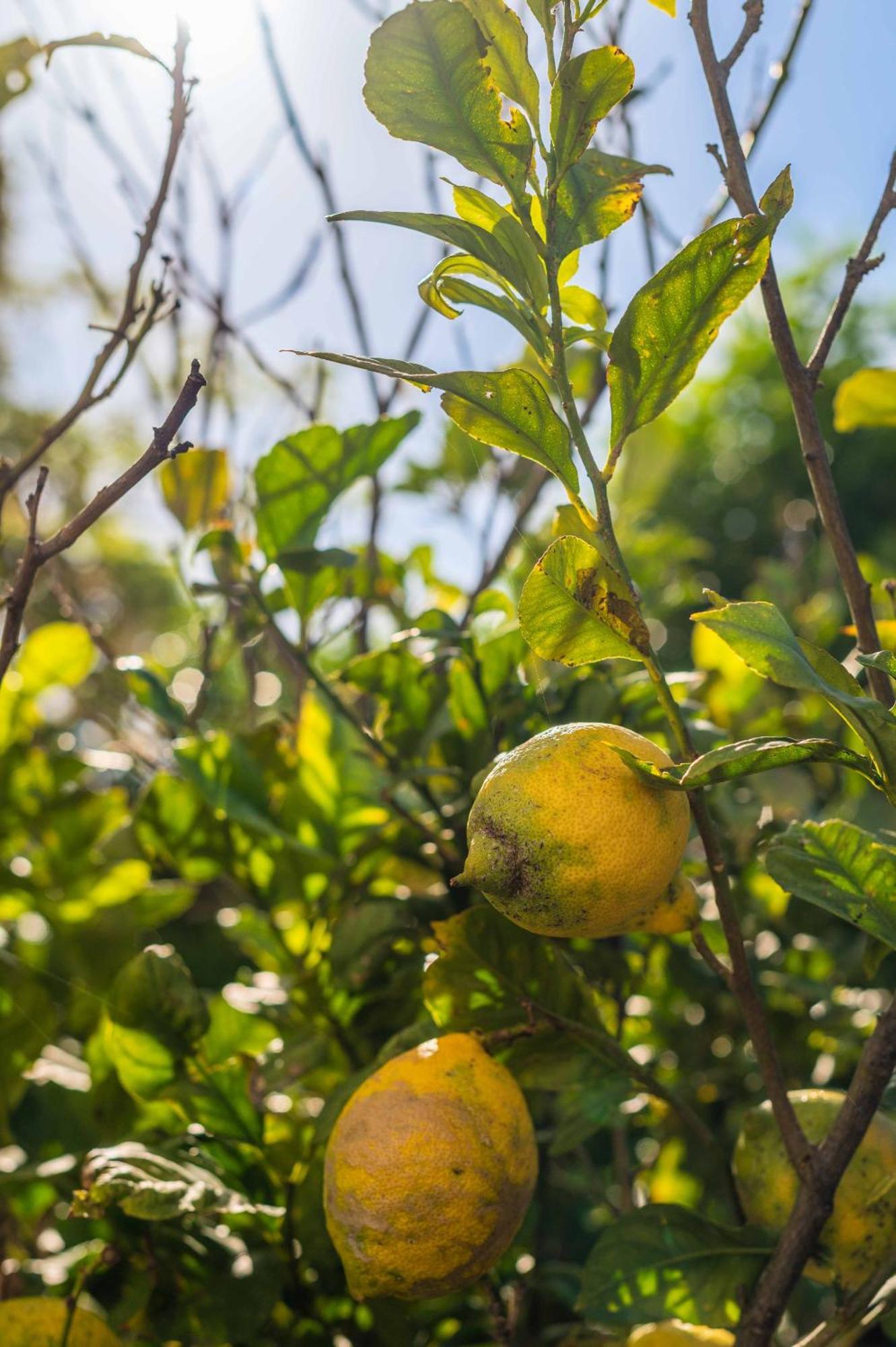 Lemon House - 400M From The Beach - Wifi Αλμπουφέιρα Εξωτερικό φωτογραφία