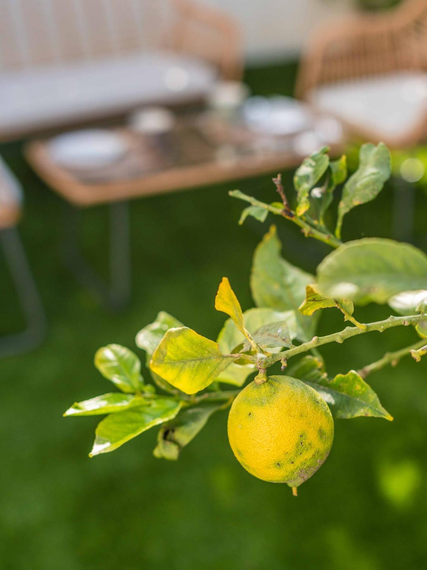Lemon House - 400M From The Beach - Wifi Αλμπουφέιρα Εξωτερικό φωτογραφία